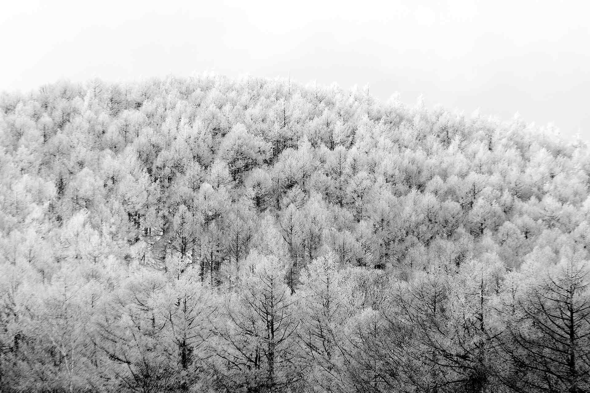 arboles